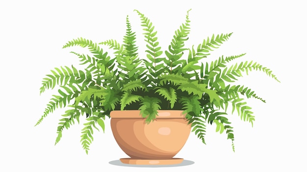 Vector indoor potted plant boston fern flat vector illustration