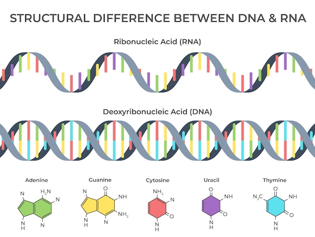 Infographic DNA and RNA spiral. Ribonucleic vs deoxyribonucleic acid structure, genetic structure and scientific illustration