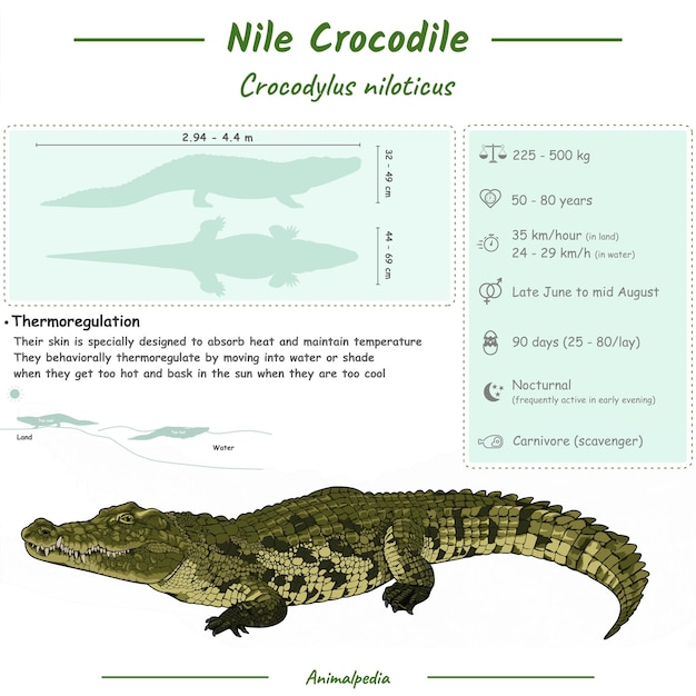 Infographic of a Nile crocodile