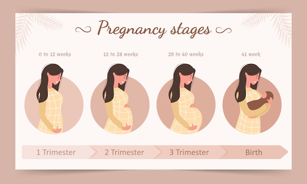 Infographic of pregnancy stages. Silhouette of young pregnant woman.