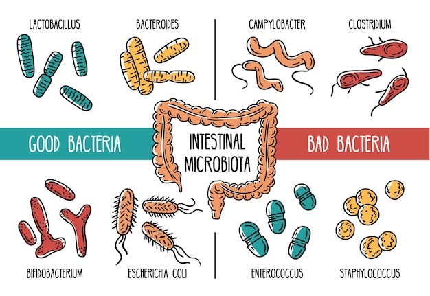 infographics of the human gut microbiota or good and bad bacteria of the intestines