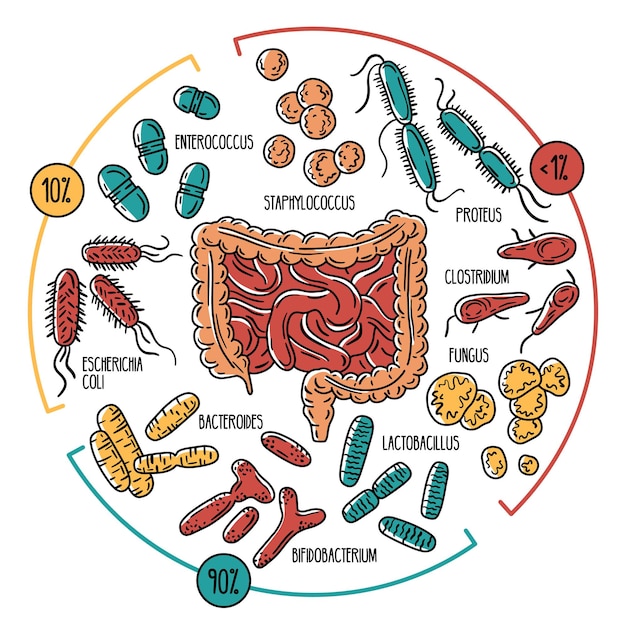 infographics of the human intestinal flora gut microbiota of the digestive tract