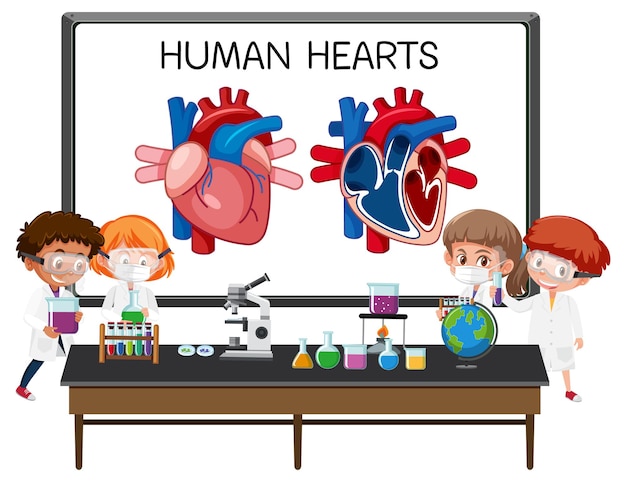 Information poster of human heart diagram