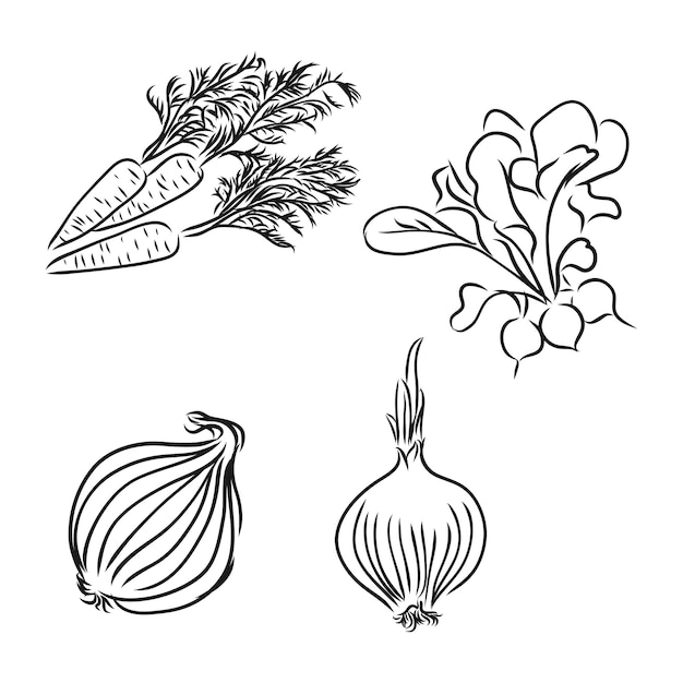 Ingredients for cooking vegetables onions vector sketch illustration