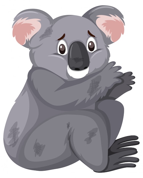 Injured koala on white