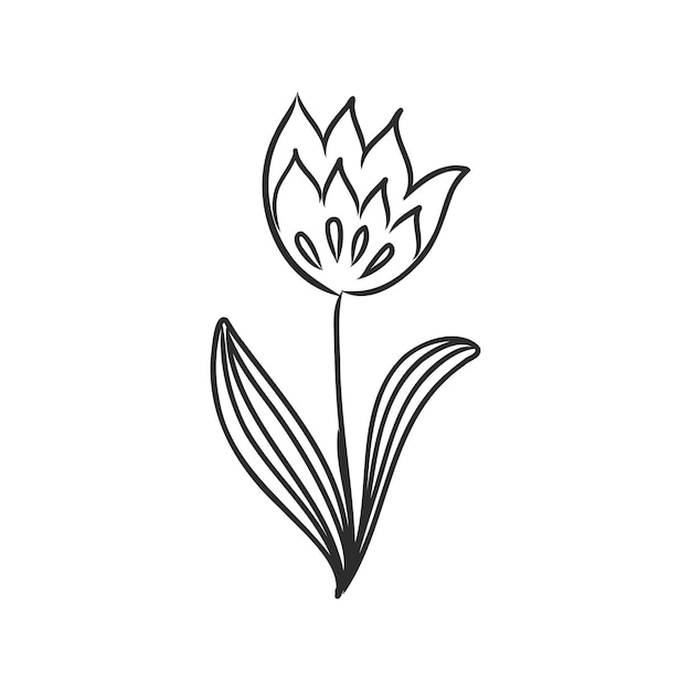 Ink pencil the leaves and flowers  decor vector sketch on white background