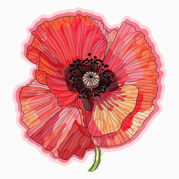 Ink pencil watercolor poppy flower sketch Hand drawn nature painting