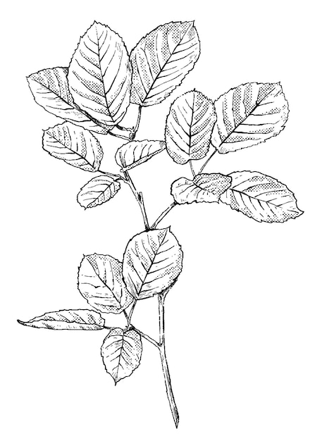 Ink sketch branch