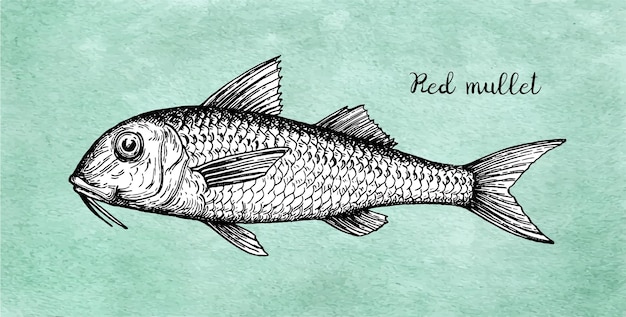 Vector ink sketch of red mullet