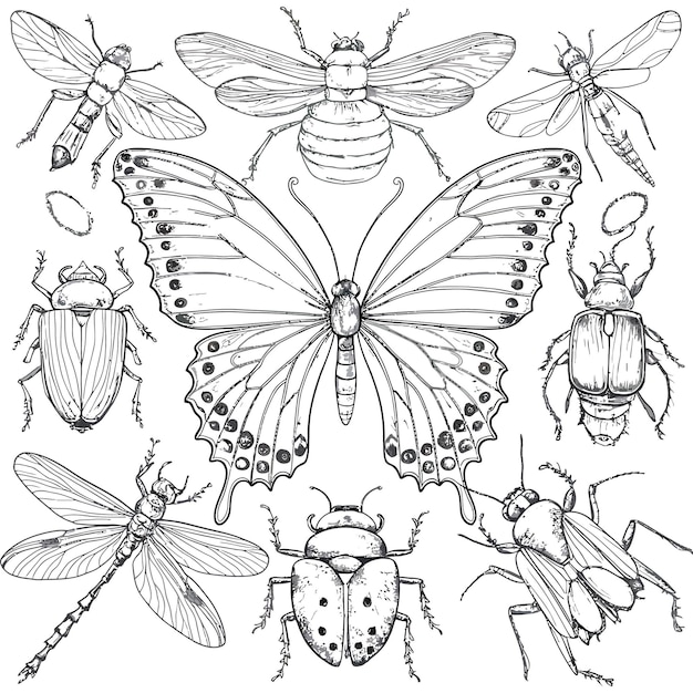 Vector insect line art vecto illustration