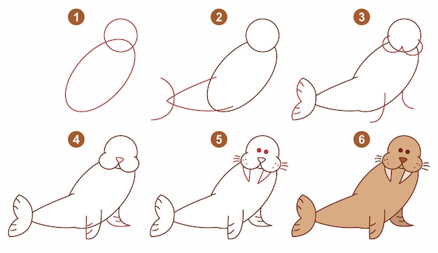 Instructions for drawing walrus Step by step