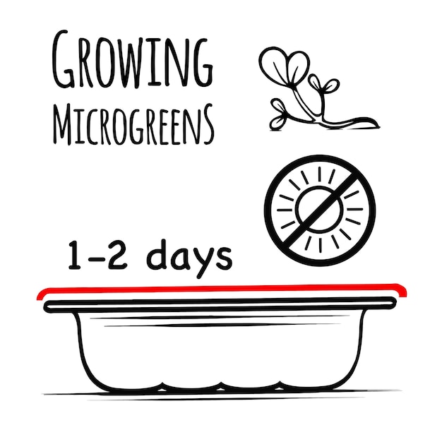 Instructions for sowing microgreens all year round at home growing in the dark hand drawn sketch