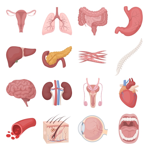 Internal human organ cartoon vector icon set. Vector illustration of internal human organ.