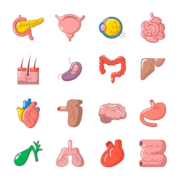 Internal human organs icons set