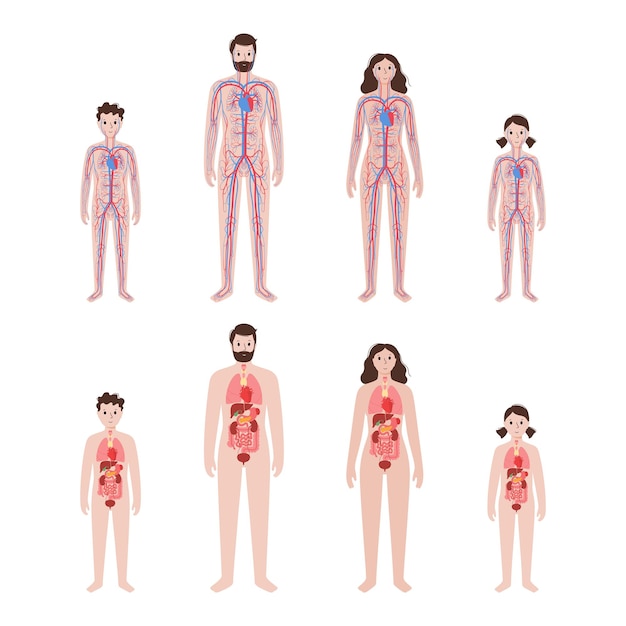 Internal organs, arterial and venous circulatory system in human body.