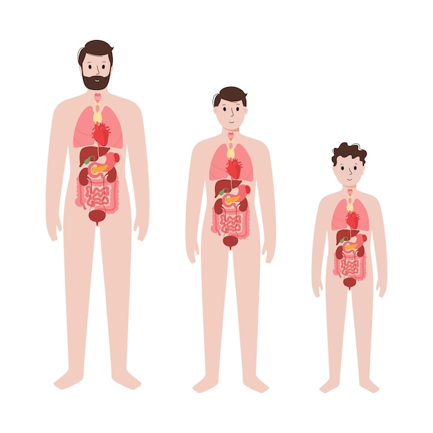 Internal organs in male body