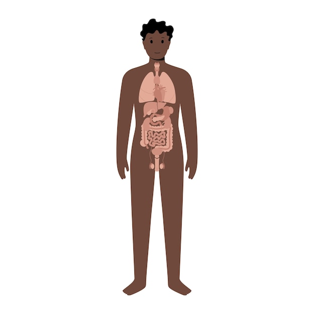 Vector internal organs in male body