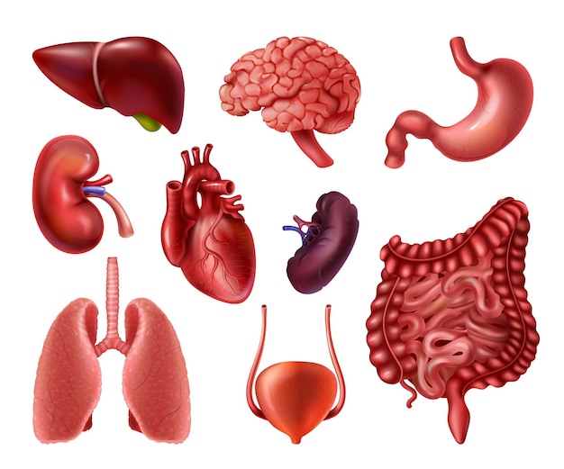 Internal organs Realistic human body anatomy infographic elements brain heart kidneys liver lungs