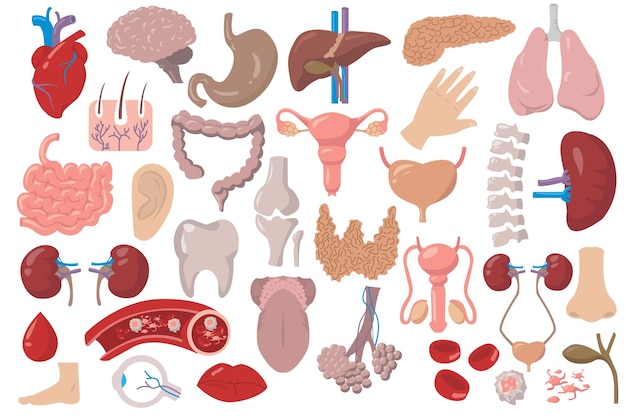 Internal organs set icons concept without people scene in the flat cartoon design