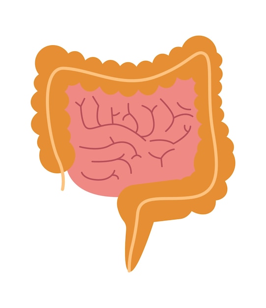 Intestine human organ Vector illustration