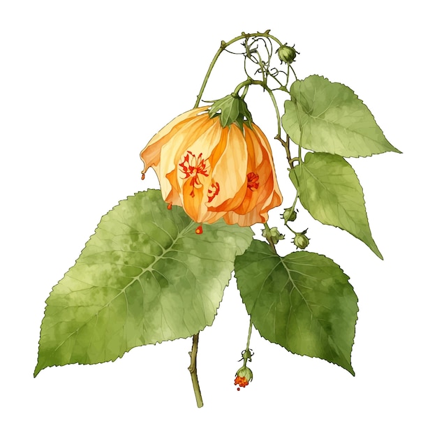 Intricate Chinese Lantern Abutilon pictum Old Engraved Vector Flower