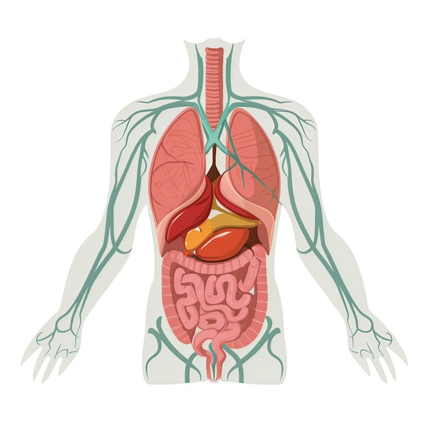 An intricately detailed anatomical illustration of the human body featuring various internal organs