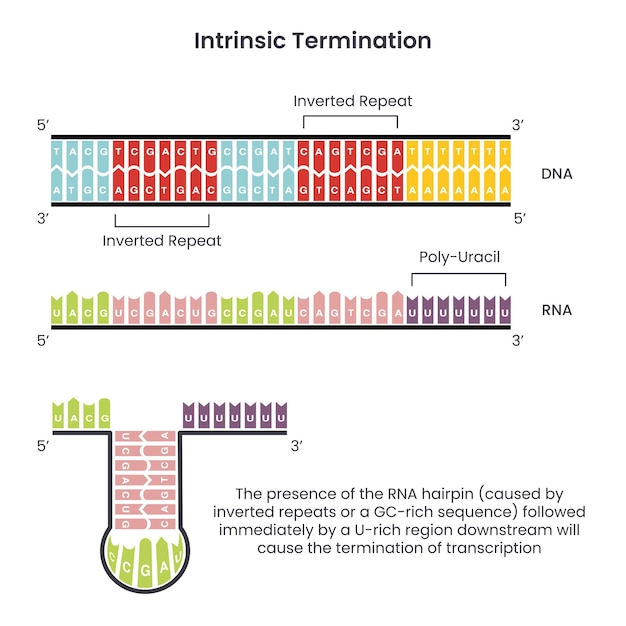 Intrinsic Termination of Transcription in Prokaryotes vector illustration infographic diagram