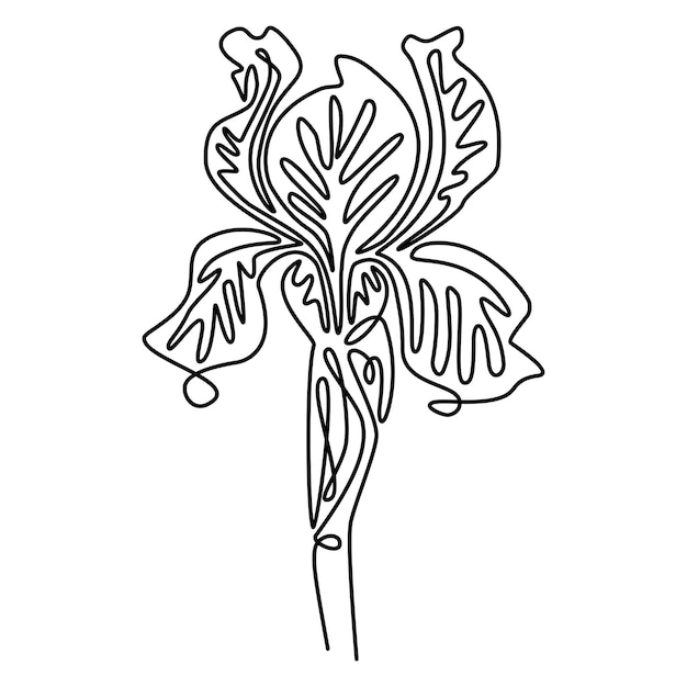 Iris flower, continuous line. Vector illustration, isolated on white background.