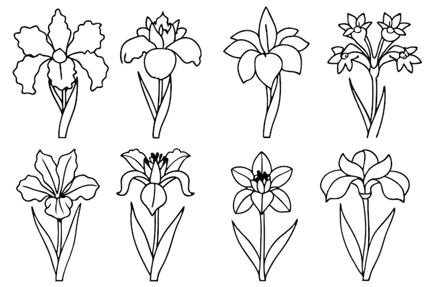 Iris Line Art Drawing Stunning Floral Designs