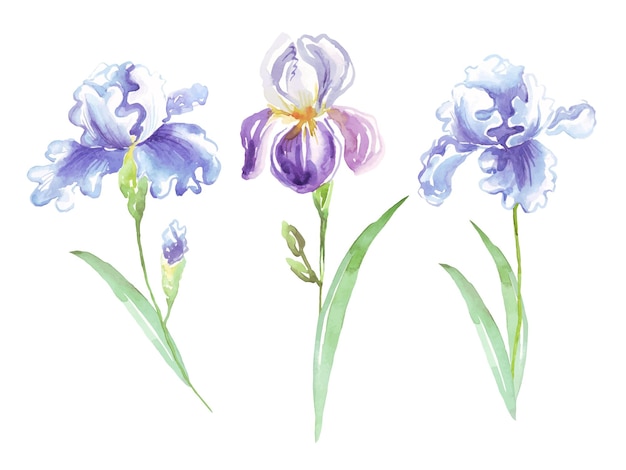 Irises