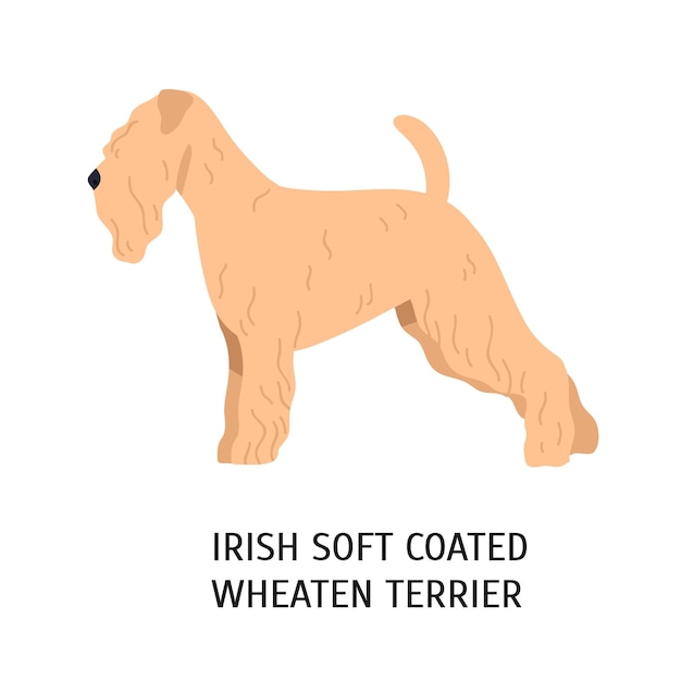 Irish Soft-Coated Wheaten Terrier. Lovely dog of working breed isolated on white background. Fluffy purebred domestic animal, doggy with curly coat. Colorful vector illustration in flat cartoon style.