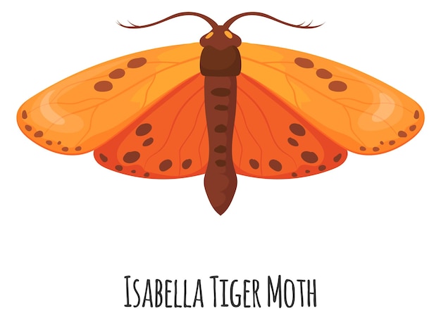 Isabella tiger moth Ornage winged insect Wild fauna