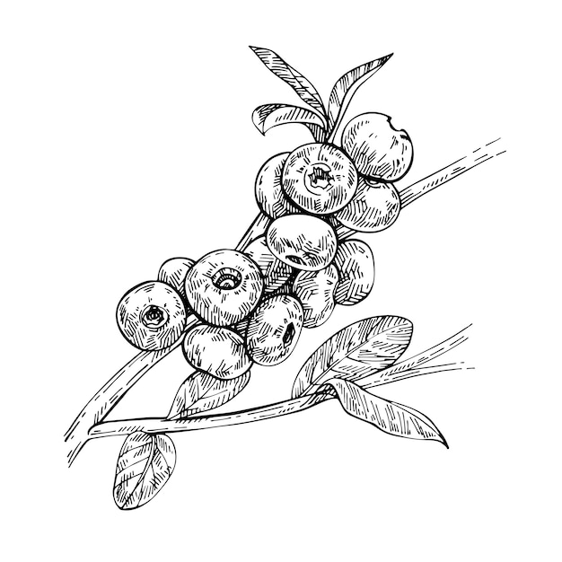 Isolated blueberry branch sketch. Berries and leaves. Forest berry. Eco food