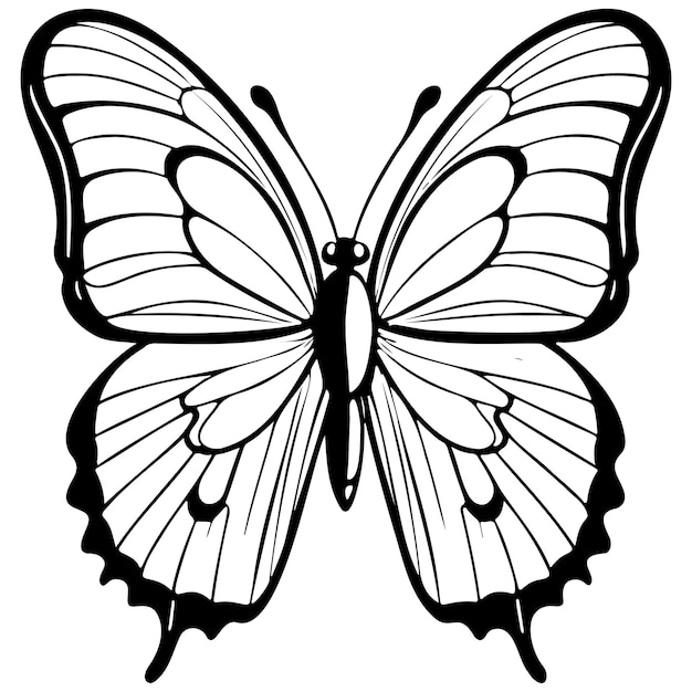 Vector isolated butterfly drawing realistic hand drawing line art pencil sketch isolated