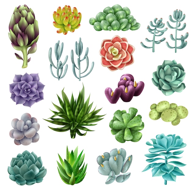 Isolated colored succulents