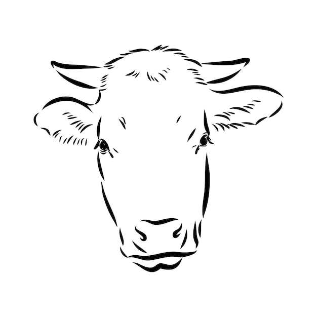 Isolated cow eating grass on a white background black and white sketch line silhouette