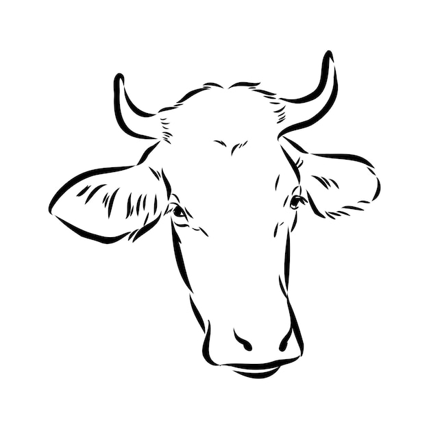 Isolated cow eating grass on a white background black and white sketch line silhouette