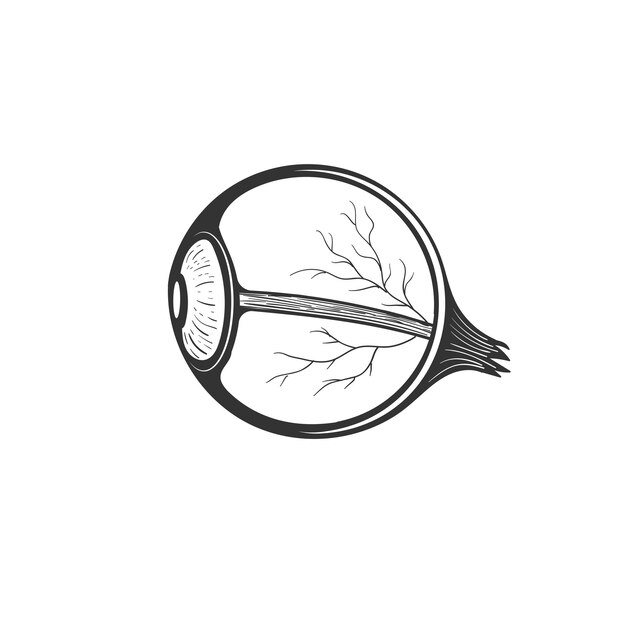 Isolated Cross Section of the Human Eyeball for Medical Education