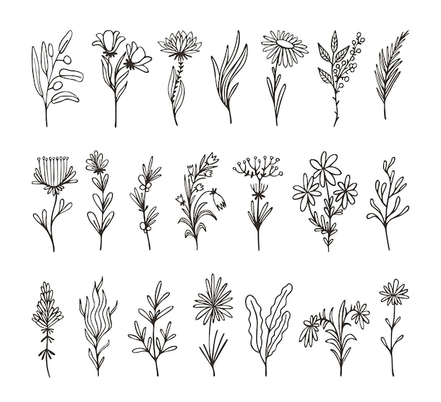 Isolated decorative floral branches Wildflower twig hand drawn herb and leaf Linear organic flowers design elements art details of wreath and laurel neoteric vector set