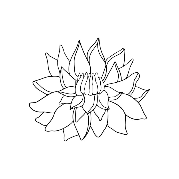 Isolated doodle flower peony in doodle style on white background for beauty design and postcard decoration