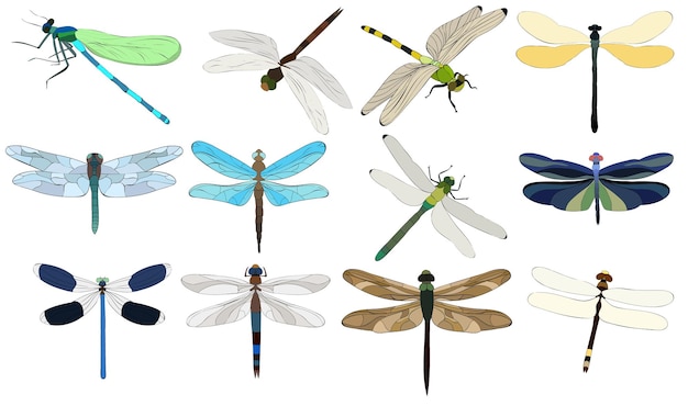 Isolated dragonfly flies insect set