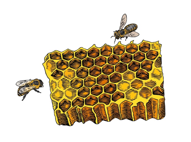 Isolated honeycomb and two bees on the white