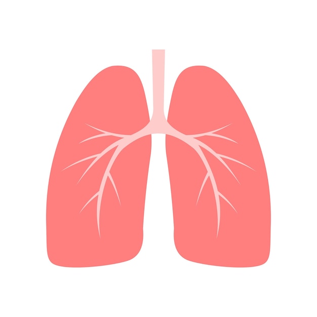 ISOLATED ILLUSTRATION OF HUMAN LUNGS ON A WHITE BACKGROUND