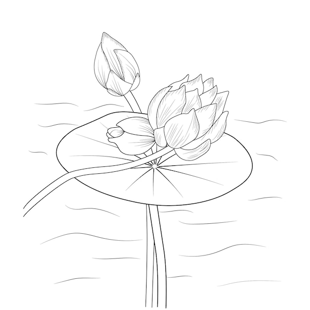 Isolated lotus flower hand-drawn vector sketch illustration, coloring books engraved ink art design