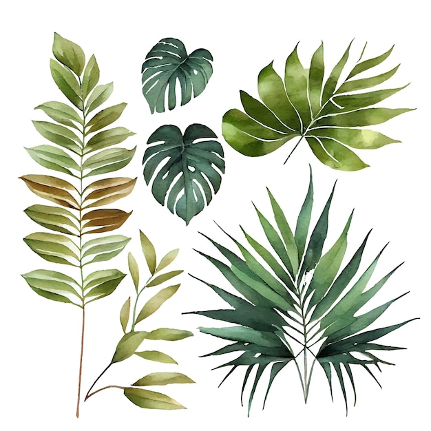 Isolated set vector illustration of foliage exotic green big leaf