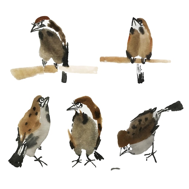 Isolated sparrows painted in Chinese technique Cute watercolor