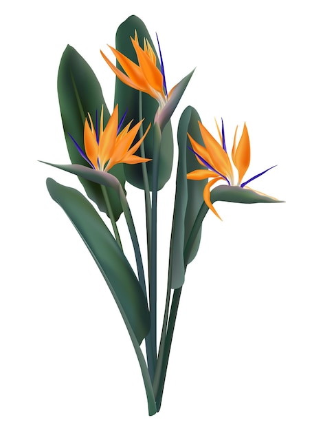 Isolated strelitzia reginae tropical flower vector illustration on white