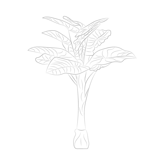 Isolated tree rose flower hand drawing line art with leaves