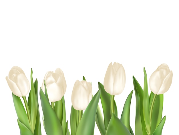 Isolated tulip frame.