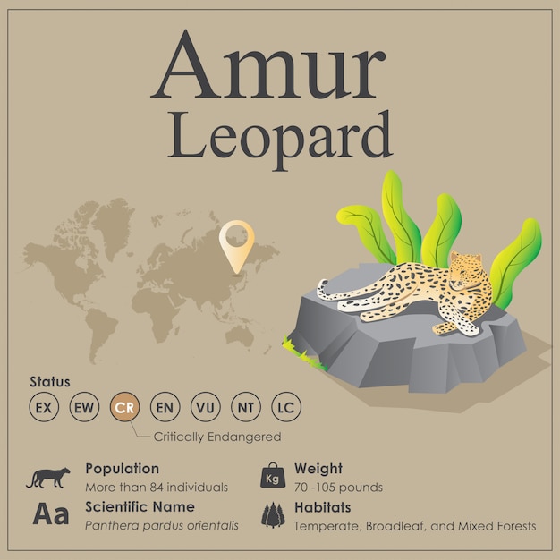 Isometric Amur Leopard Infographic